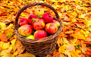 Осенний урожай