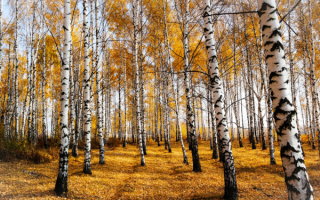 Осенняя роща