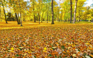 Осень в лесопарке