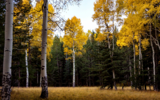 Поляна в осеннем лесу