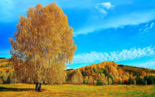 Золотая осень в холмогорье