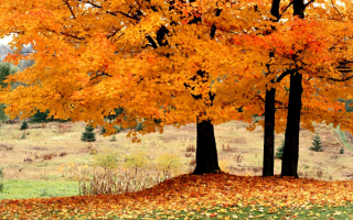 Осенние деревья