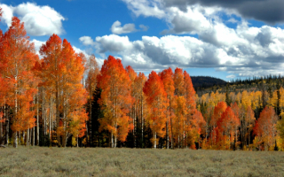 Осенняя картинка