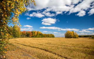 Осень в полях и перелесках