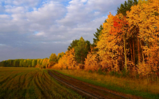Поле лес облака осень