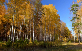 Лес осенний