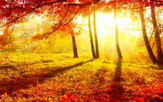 Осеннее утро