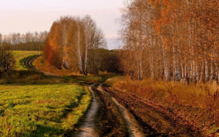 Осенние перелески