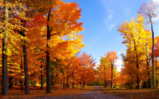 Осенний лесопарк