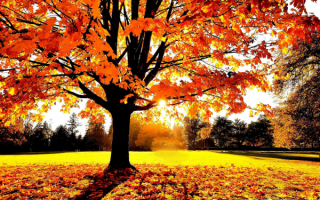 Осенняя картинка