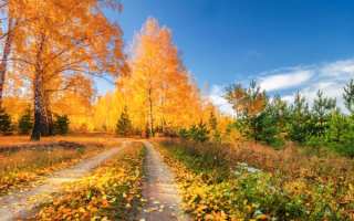 Осенняя опушка леса