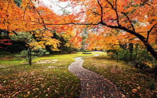 Осень в лесопарке