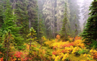 Таежная осень