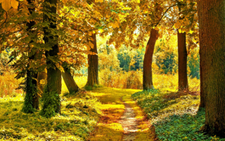 Тропинка в осеннем лесу