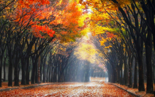 Листья дорога деревья осень