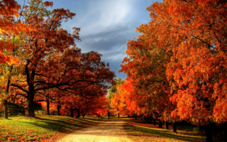 Осенние деревья у проселочной дороги