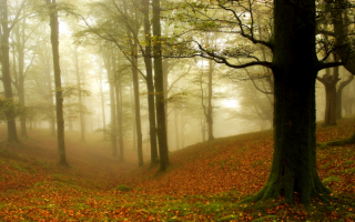 Осенний утренний туман в лесу