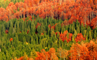 Краски  осеннего леса