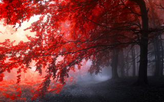 Осенний туман