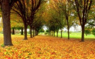 Осенняя аллея