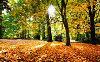 Осенняя пора