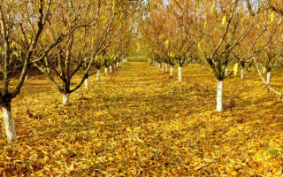 Осень в саду