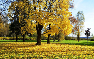 Деревья теряют осенний наряд