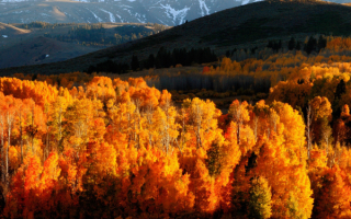 Желто-оранжевый осенний лес