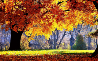 Клен роняет осенние листья