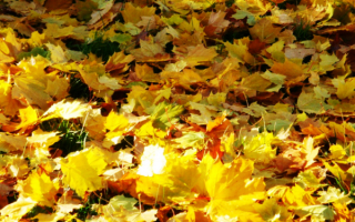 Листья осени