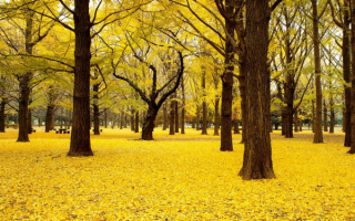 Осенний листопад