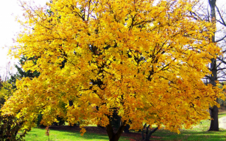 Осень окрасила клен