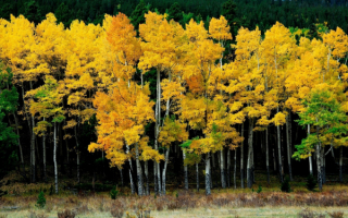 Березы желтые