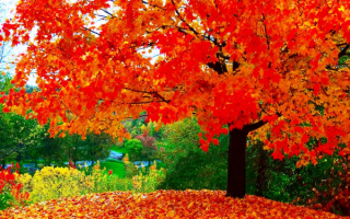 Клен в осеннем наряде