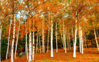 Осенние деревья