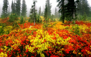 Осенняя опушка леса