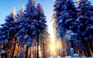 Зимний лес на рассвете