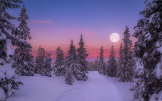 Луна над зимним лесом