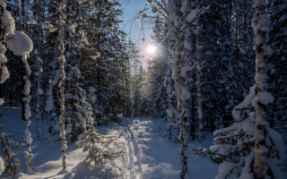 Лыжня в зимнем лесу