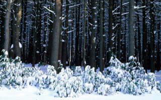 Белая опушка зимнего леса
