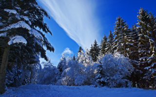Синее небо над зимним лесом