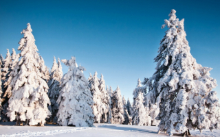 Деревья снегом запорошенные