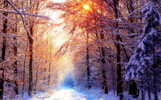 Заглянуло солнце в зимний лес