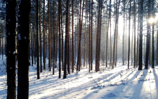 Зимнее утро в сосновом лесу