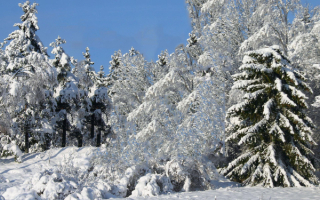 Зимний лес