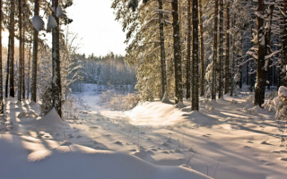 Зима снег лес