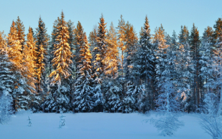 Снежная поляна в зимнем лесу