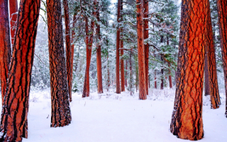 Картинка зимнего леса
