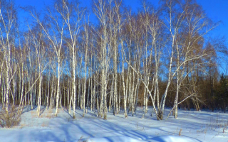 Снег березы зима