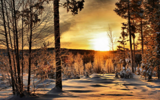 Зима лес закат